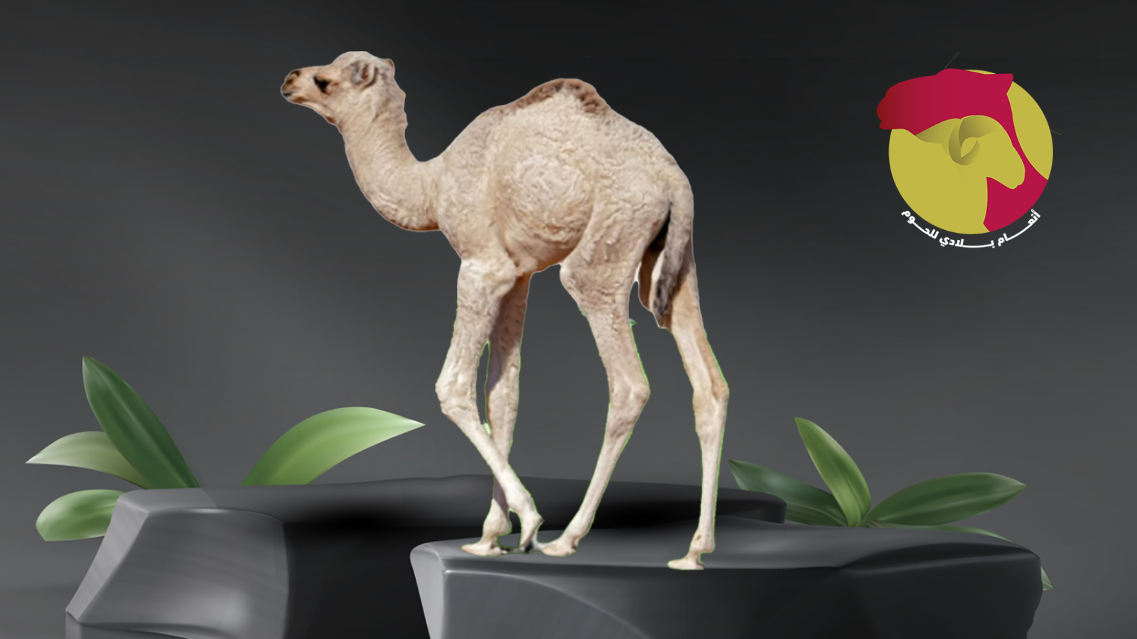 حاشي  بلدي 5 ك السعر النهائي 385 ريال